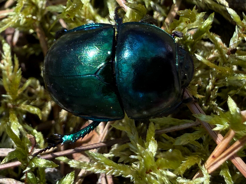 Springtime Dung Beetle