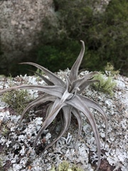 Tillandsia xiphioides
