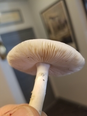 Amanita verna