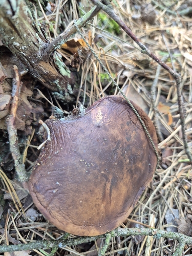 Bay Bolete