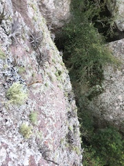 Tillandsia xiphioides