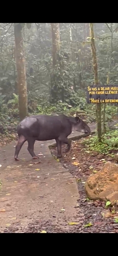 Baird's Tapir