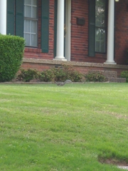 Sciurus carolinensis