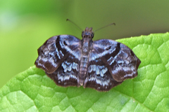 Helias phalaenoides