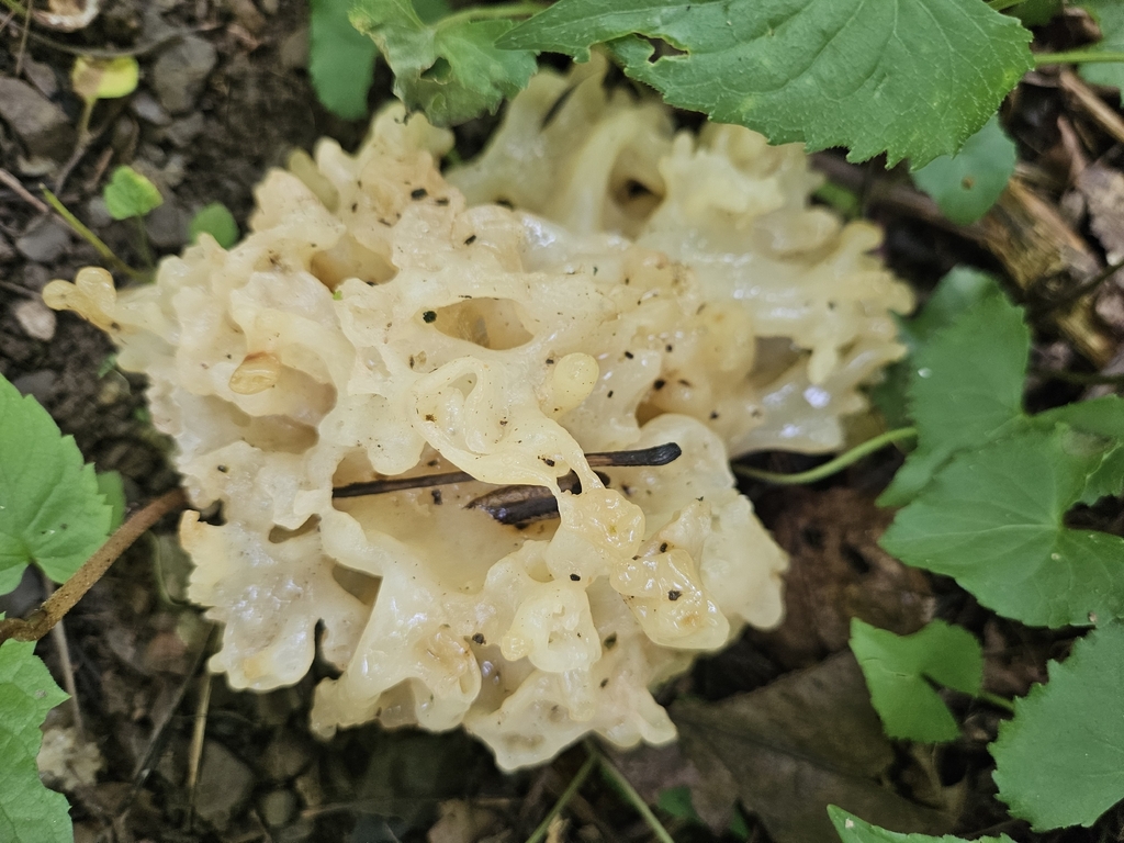 white coral jelly fungus · August 2026 · photo: Photo: (c) lisebsb, some rights reserved (CC BY) · iNaturalist