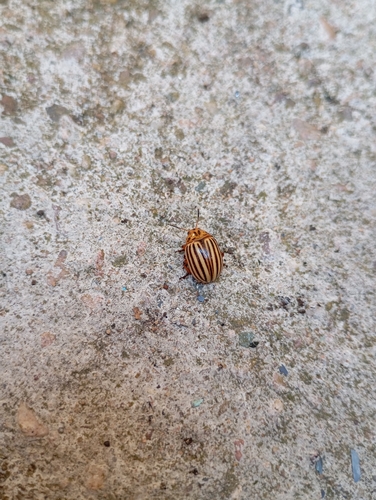 Colorado Potato Beetle