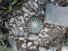 Turbinicarpus pseudopectinatus