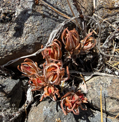 (c) James H. Thomas, some rights reserved (CC BY) Sedum stenopetalum, photograph (c) James H. Thomas, some rights reserved (CC BY)