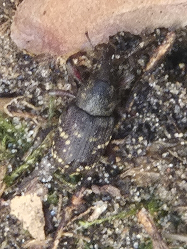 Large Pine Weevil