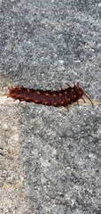 Battus philenor