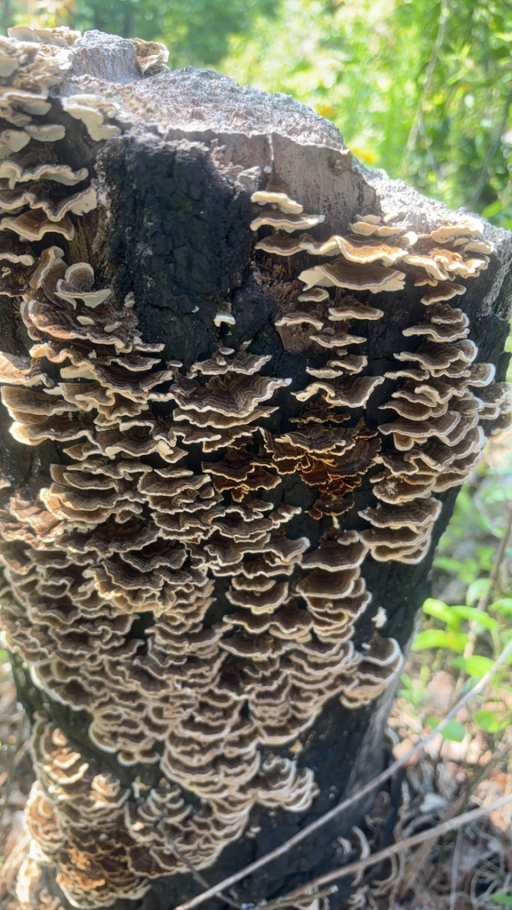 turkey-tail · August 2026 · photo: Photo: no rights reserved · iNaturalist