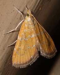 Xanthophysa psychicalis