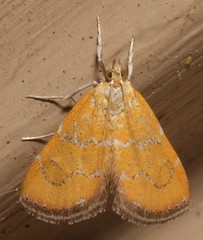 Xanthophysa psychicalis