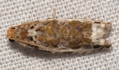Proteoteras naracana