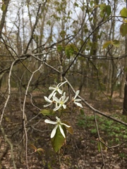 Amelanchier arborea
