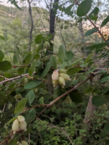 Symphoricarpos rotundifolius, photograph 6