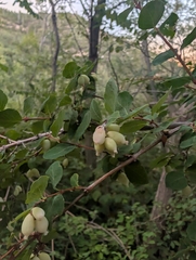 Symphoricarpos rotundifolius, photograph (c) botanygirl, some rights reserved (CC BY)