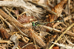 Austroepigomphus praeruptus