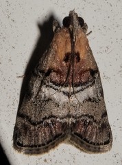 Pococera maritimalis