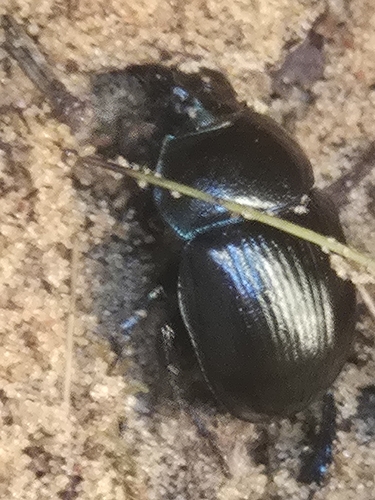 Woodland Dor Beetle