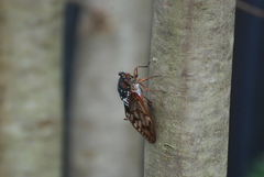 Graptopsaltria nigrofuscata