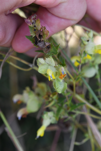 Rhinanthus alectorolophus, photograph 3