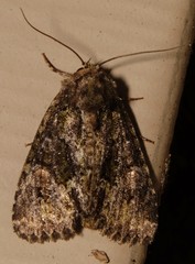 Phosphila miselioides