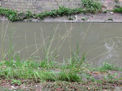 Bromus pitensis