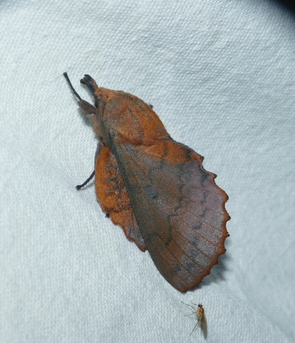 Gastropacha quercifolia