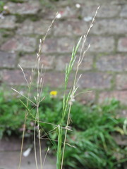 Bromus pitensis