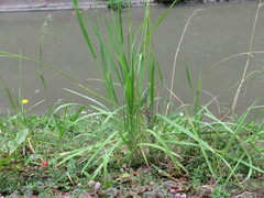 Bromus pitensis