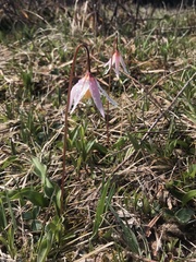 Erythronium elegans