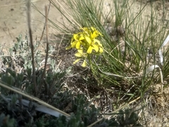 Erysimum asperum