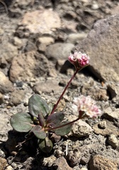 Eriogonum pyrolifolium, photograph (c) Seth Marshall, some rights reserved (CC BY)
