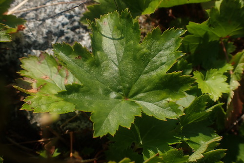 Heuchera glabra, photograph 5
