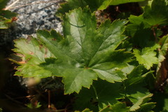 author not stated, no rights reserved Heuchera glabra, photograph author not stated, no rights reserved