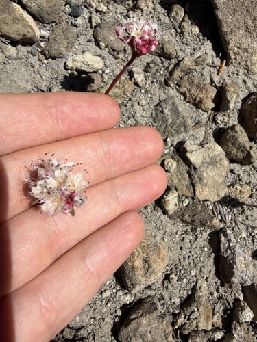 Eriogonum pyrolifolium, photograph 5