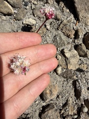 Eriogonum pyrolifolium, photograph (c) Seth Marshall, some rights reserved (CC BY)