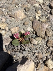 Eriogonum pyrolifolium, photograph (c) Seth Marshall, some rights reserved (CC BY)
