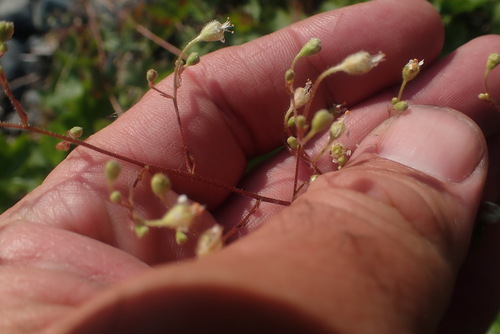 Heuchera glabra, photograph 6