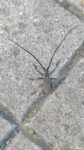 Black Pine Sawyer Beetle