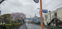 Prunus × yedoensis