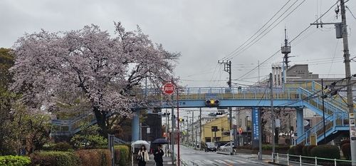 Prunus × yedoensis, photograph 1