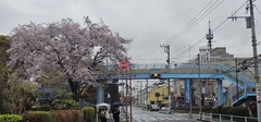 author not stated, no rights reserved Prunus × yedoensis, photograph author not stated, no rights reserved