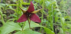Trillium erectum