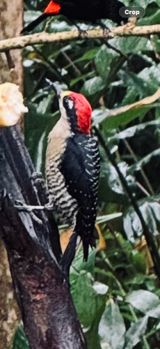 Black-cheeked Woodpecker