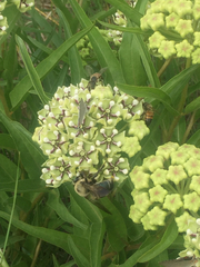 Xylocopa virginica texana