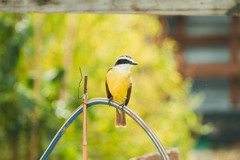 Pitangus sulphuratus