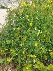 Corydalis heterocarpa