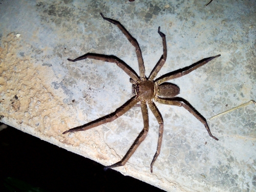 Pantropical Huntsman Spider